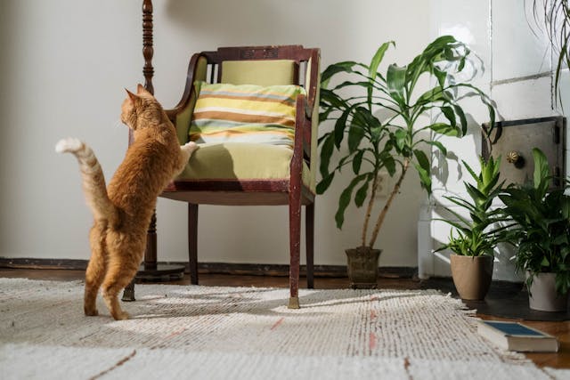 cat trying to climb onto a chair