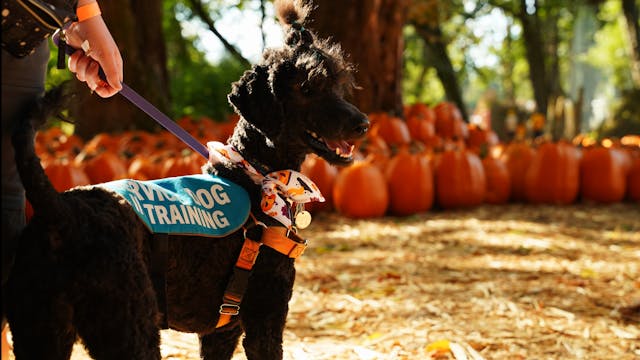 service dog on a leash outdoors